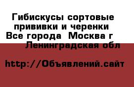 Гибискусы сортовые, прививки и черенки - Все города, Москва г.  »    . Ленинградская обл.